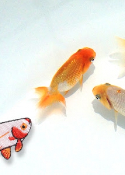 Goldfish A symbol of summer coolness